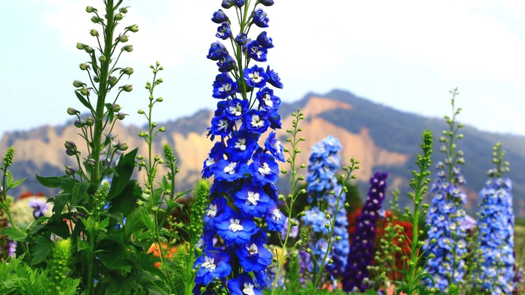 Perennial Flower Seeds for Planting – Garden Favorite, Heirloom &amp; GMO Free Seeds for Home Garden