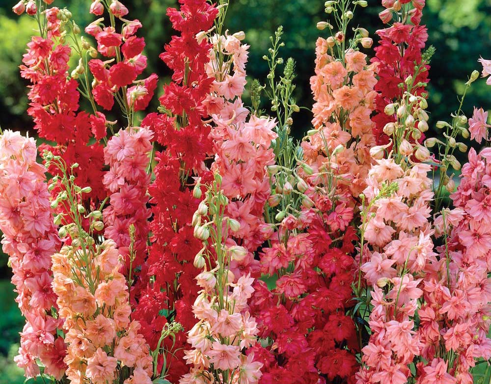 Delphinium Flower Seeds for Planting – Heirloom, Non-GMO, High Germination Organic Garden Seeds