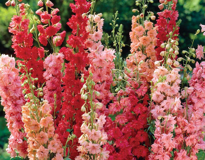 Delphinium Flower Seeds for Planting – Heirloom, Non-GMO, High Germination Organic Garden Seeds