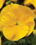 Yellow Swiss Pansy Flower Seeds for Planting – Heirloom, Non-GMO, High Germination Garden Seeds