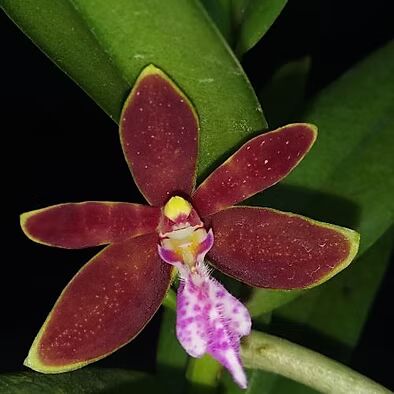 Trichoglottis Flower Seeds for Planting – Cottage Garden Essential, Heirloom &amp; Non-GMO Home Garden Seeds