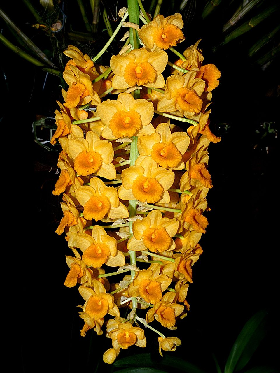 Yellow Densiflorum Flower Seeds for Planting – Heirloom Non-GMO, High Germination Organic Garden Seeds
