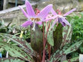 Violet Tooth Flower Seeds for Planting – Heirloom, Non-GMO, High Germination Organic Garden Seeds