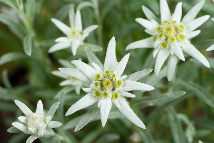 Flower Seeds, Seeds,Seeds For Planting,Plant Seeds