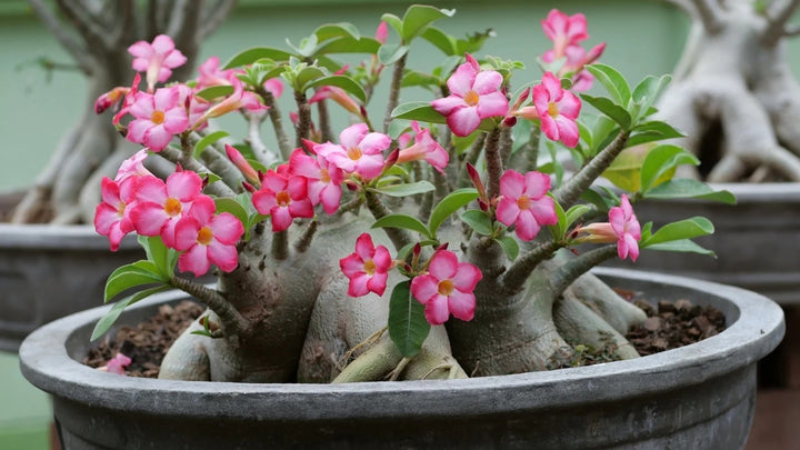 Clear Adenium Obesum Flower Seeds for Planting – Drought Tolerant, Heirloom, Non-GMO Home Garden