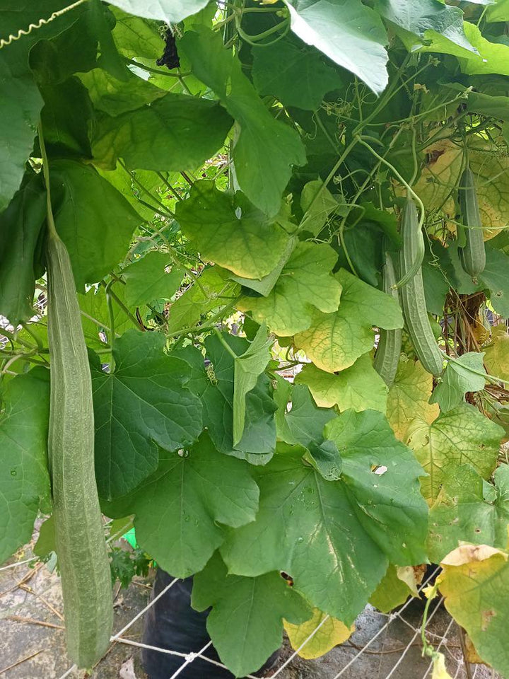 Green Gourd Vegetable Seeds for Planting – Heirloom & Non-GMO Garden Seeds