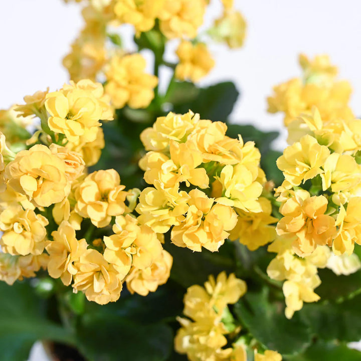 Yellow Kalanchoe  Flower seeds for Planting - Fragrant Blossoms, Heirloom & GMO Free Seeds for Home Garden, 100pcs