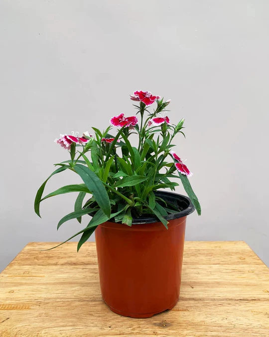 Purple White Dianthus Flower Seeds for Planting – Heirloom, Non-GMO, High Germination Organic Garden Seeds