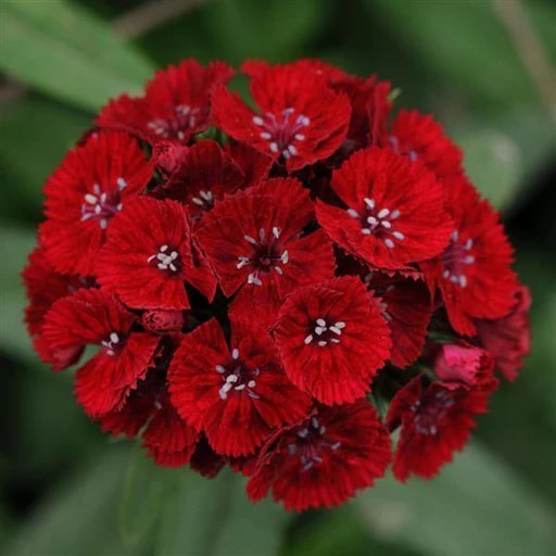 Baren Red Dianthus Flower Seeds for Planting – Heirloom, Non-GMO, High Germination Organic Garden Seeds
