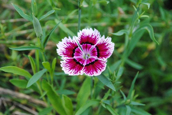 Pink Dianthus Flower Seeds for Planting – Heirloom Non-GMO, High Germination Organic Garden Seeds