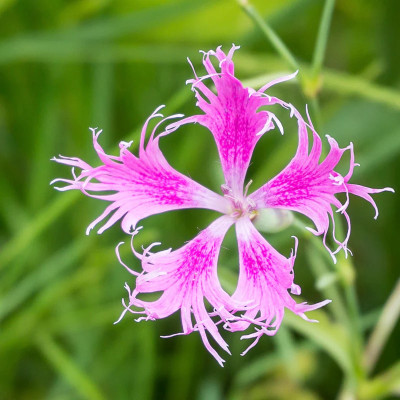 Dianthus Spooky Flower Seeds for Planting – Shade Tolerant, Heirloom, Non-GMO Organic Garden Seeds
