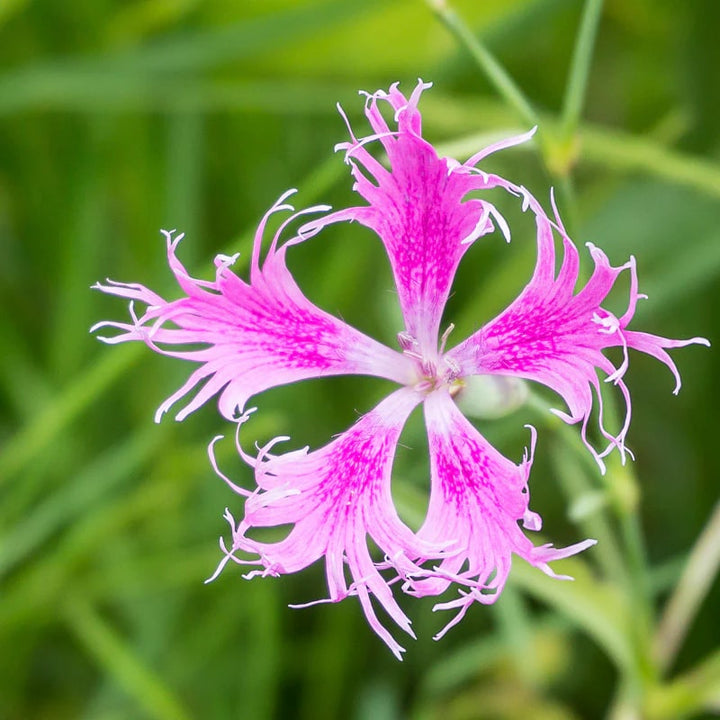 Dianthus Spooky Flower Seeds for Planting – Shade Tolerant, Heirloom, Non-GMO Organic Garden Seeds