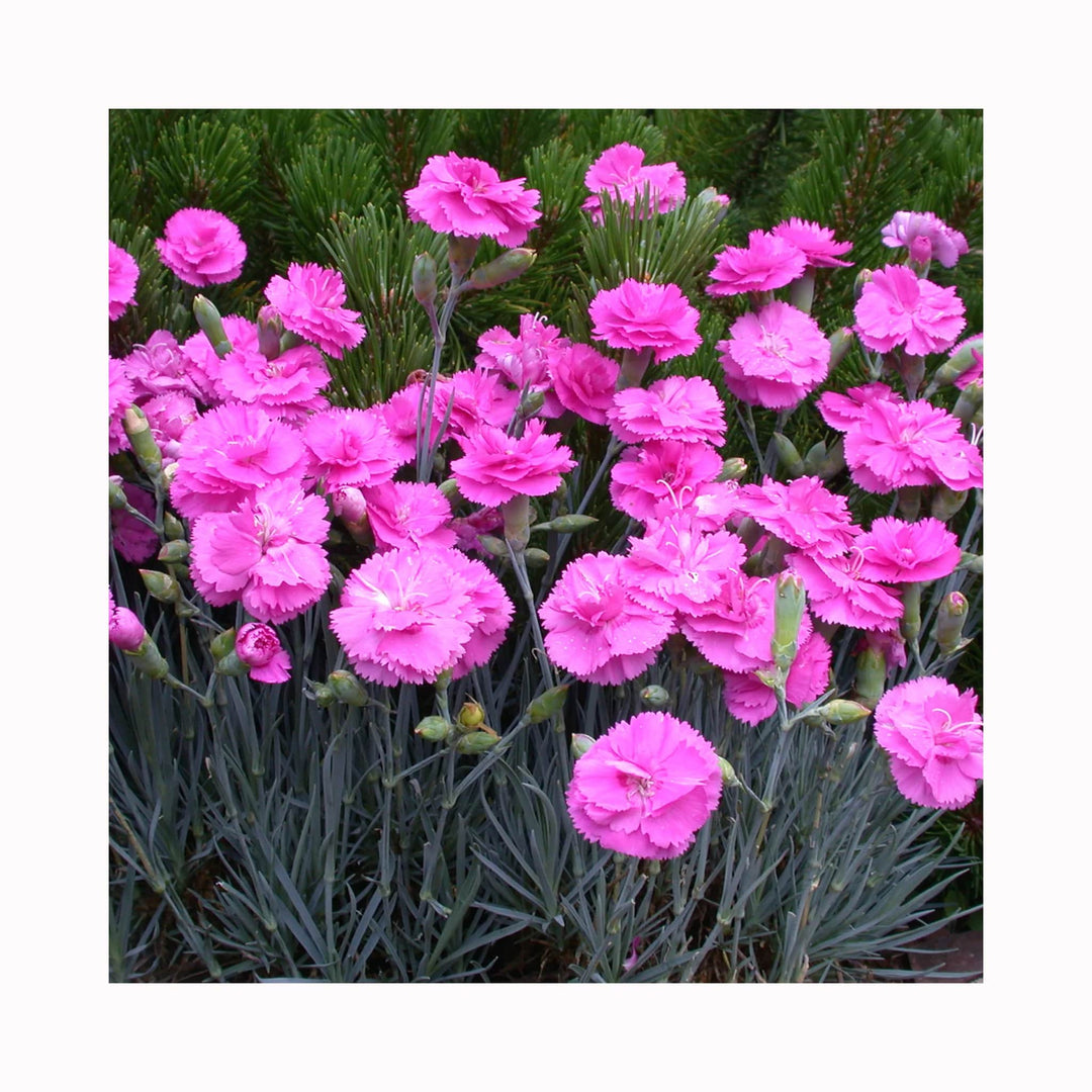 Pink Double-Flowered Dianthus Seeds for Planting - Pollinator Friendly, Heirloom & GMO Free Seeds for Home Garden