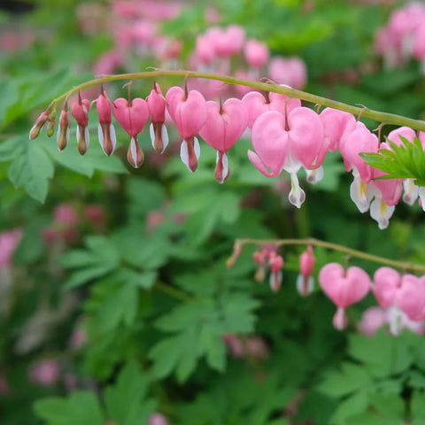 Flower Seeds, Seeds,Seeds For Planting,Plant Seeds
