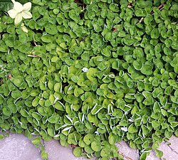 Dichondra Flower Seeds for Planting – Heirloom Non-GMO, High Germination Organic Garden Seeds