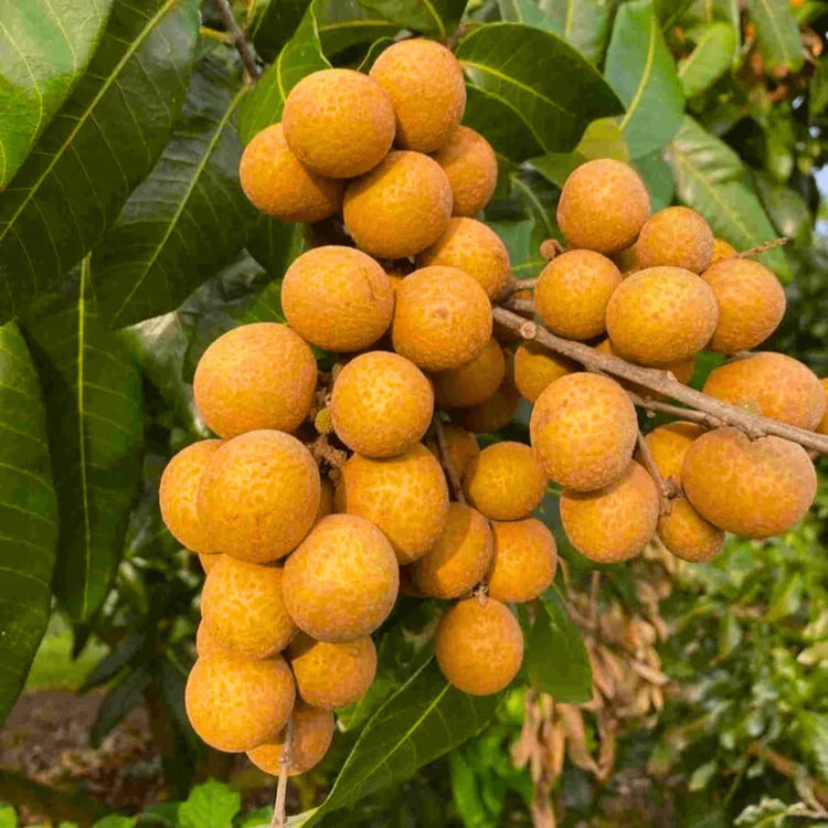 Dimocarpus Fruit Seeds for Planting – Heirloom, Non-GMO Tropical Fruit Tree Garden Seeds for High Yield