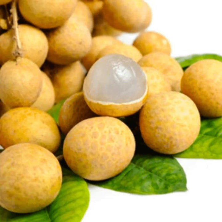 Dimocarpus Fruit Seeds for Planting – Heirloom, Non-GMO Tropical Fruit Tree Garden Seeds for High Yield