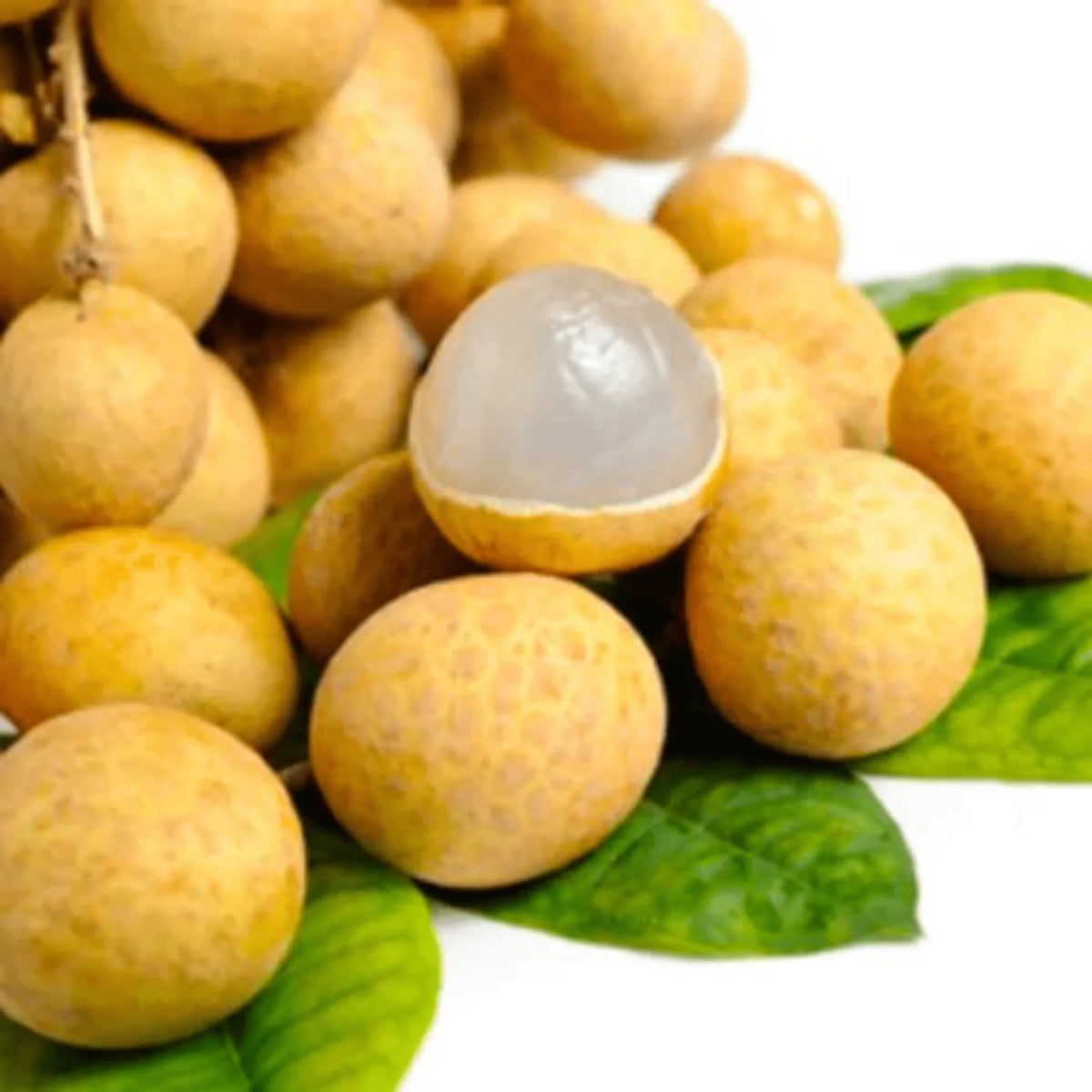 Dimocarpus Fruit Seeds for Planting – Heirloom, Non-GMO Tropical Fruit Tree Garden Seeds for High Yield