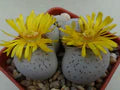 Dinteranthus Flower Seeds for Planting – Long Bloom Season, Heirloom, Non-GMO Organic Garden Seeds