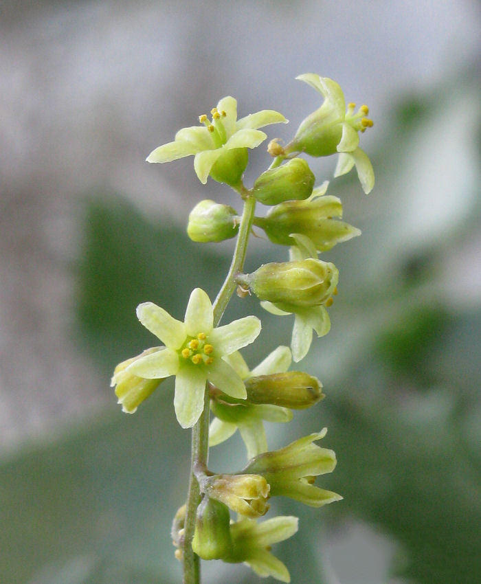 Dioscorea Flower Seeds for Planting | Heirloom Non-GMO High Germination Organic Garden Seeds