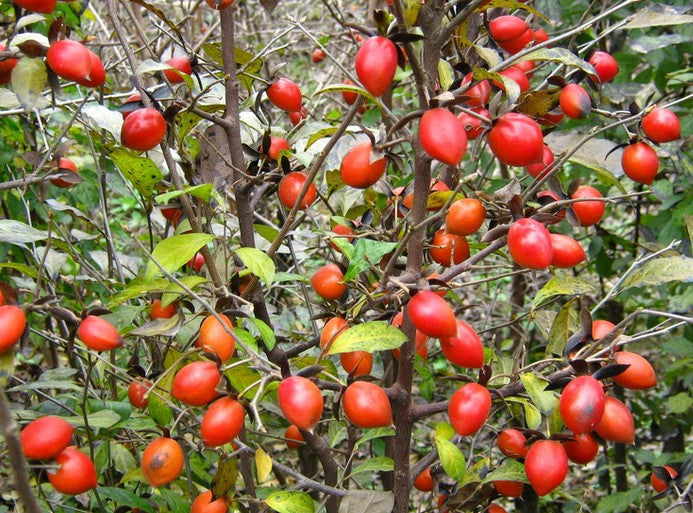Red Rhombifolia Fruit Seeds for Planting – Heirloom, Non-GMO Ornamental Ground Cover Garden Seeds