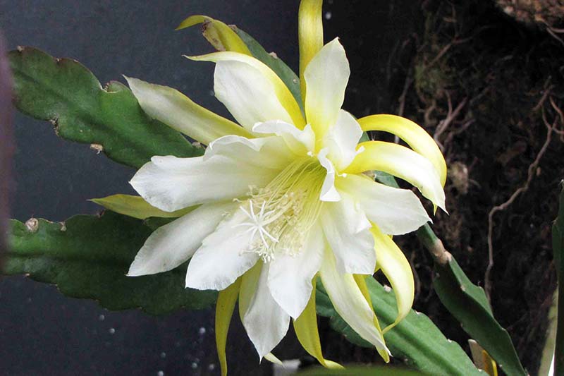 Yellow White Nopalxochia Seeds for Planting – Heirloom, Non-GMO, Easy to Grow, High Germination