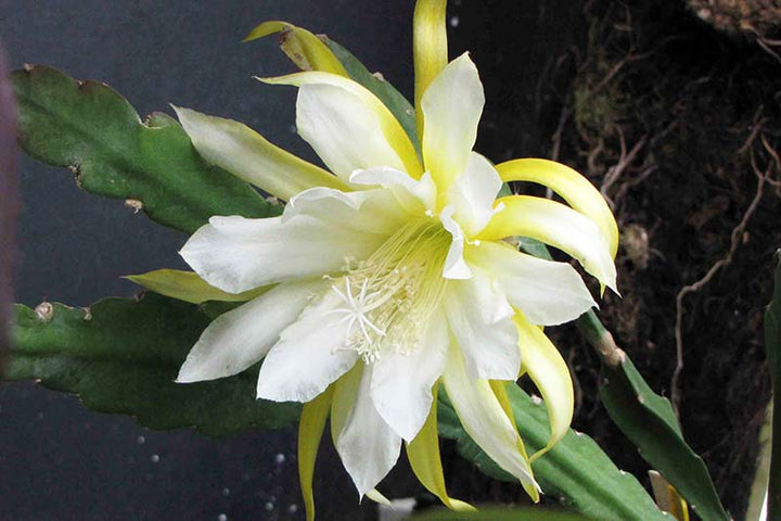 Yellow White Nopalxochia Seeds for Planting – Heirloom, Non-GMO, Easy to Grow, High Germination