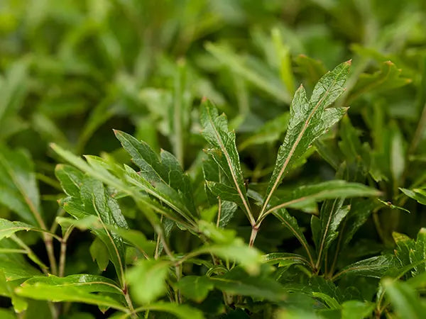 Herb Seeds,Garden seeds, Seeds For Planting,Plant Seeds