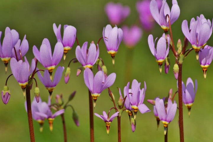 Purple Dodecatheon Flower Seeds for Planting – Heirloom Non-GMO, High Germination Organic Garden Seeds