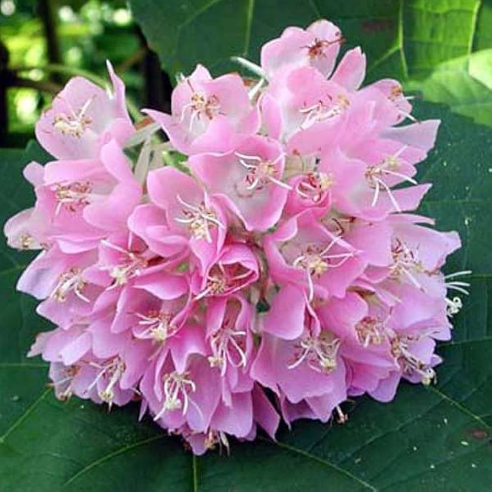 Dombeya Flower Seeds for Planting – Heirloom, Non-GMO, High Germination Organic Garden Seeds