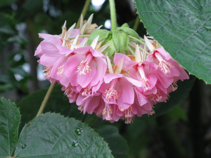 Dombeya Flower Seeds for Planting – Heirloom, Non-GMO, High Germination Organic Garden Seeds