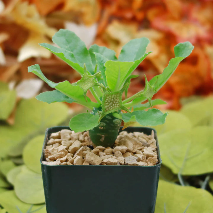 Herb Seeds,Garden seeds, Seeds For Planting,Plant Seeds