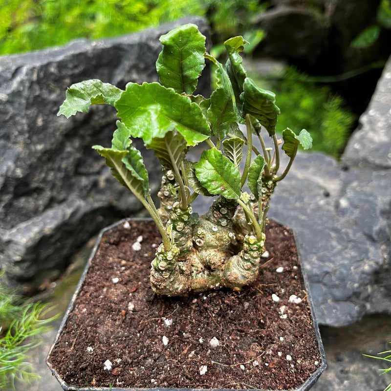 Green Dorstenia Foetida Herb Seeds for Planting – Heirloom, Non-GMO, Organic Garden Seeds with High Germination