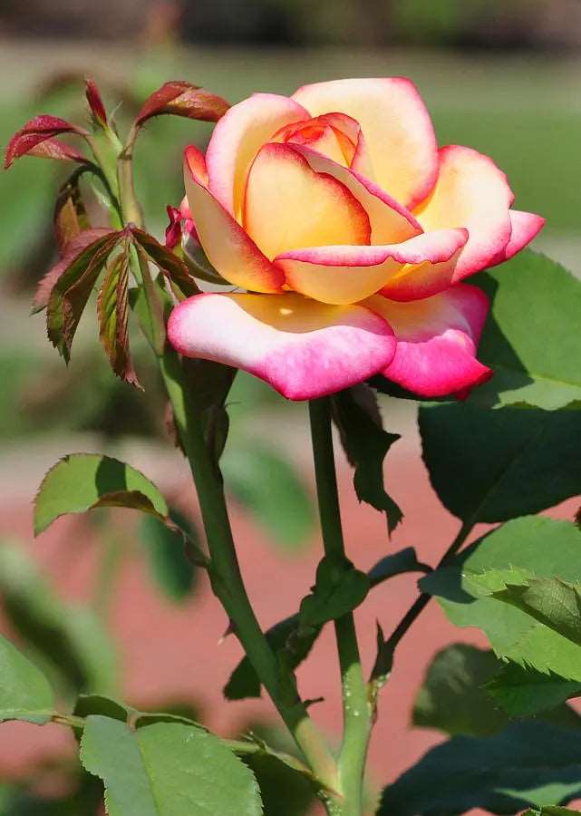 White Multi-Color Rose Flower Seeds for Planting – Heirloom, Non-GMO, High Germination Organic Garden Seeds