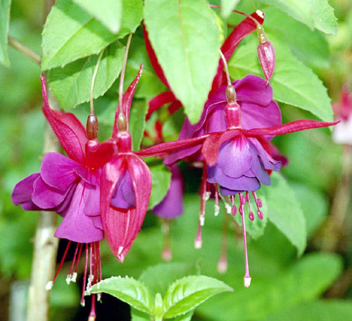 Purple Green Fuchsia Flower Seeds for Planting | Heirloom Non-GMO High Germination Organic Garden Seeds