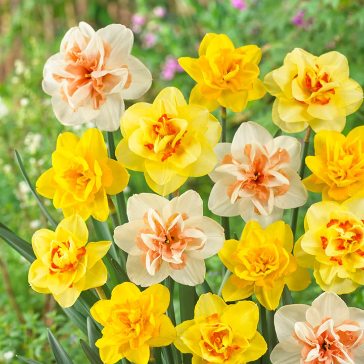 Mixed Double Petals Narcissus Daffodil Flower Seeds for Planting - Heirloom, Non-GMO, High Germination, Easy to Grow