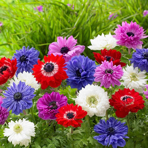 Mixed Color Anemone Flower Seeds for Planting – Vibrant Blooms, Heirloom, Non-GMO, High Germination Organic Garden Seeds