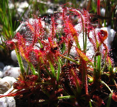 Mixed Drosera Chrysolepis Flower Seeds for Planting – Heirloom, Non-GMO, High Germination Garden Seeds