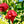 Aka Chapeau Pepper Seeds for Planting – Heirloom Non-GMO Unique Chili Vegetable Seeds with High Germination for Organic Gardens