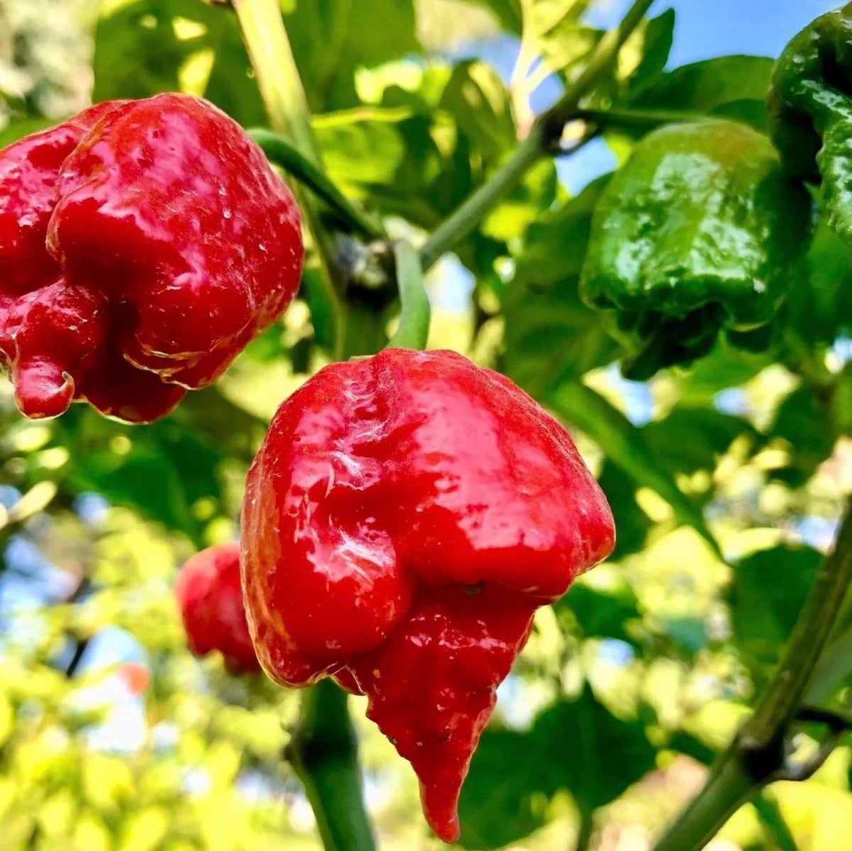 Aka Chapeau Pepper Seeds for Planting – Heirloom Non-GMO Unique Chili Vegetable Seeds with High Germination for Organic Gardens