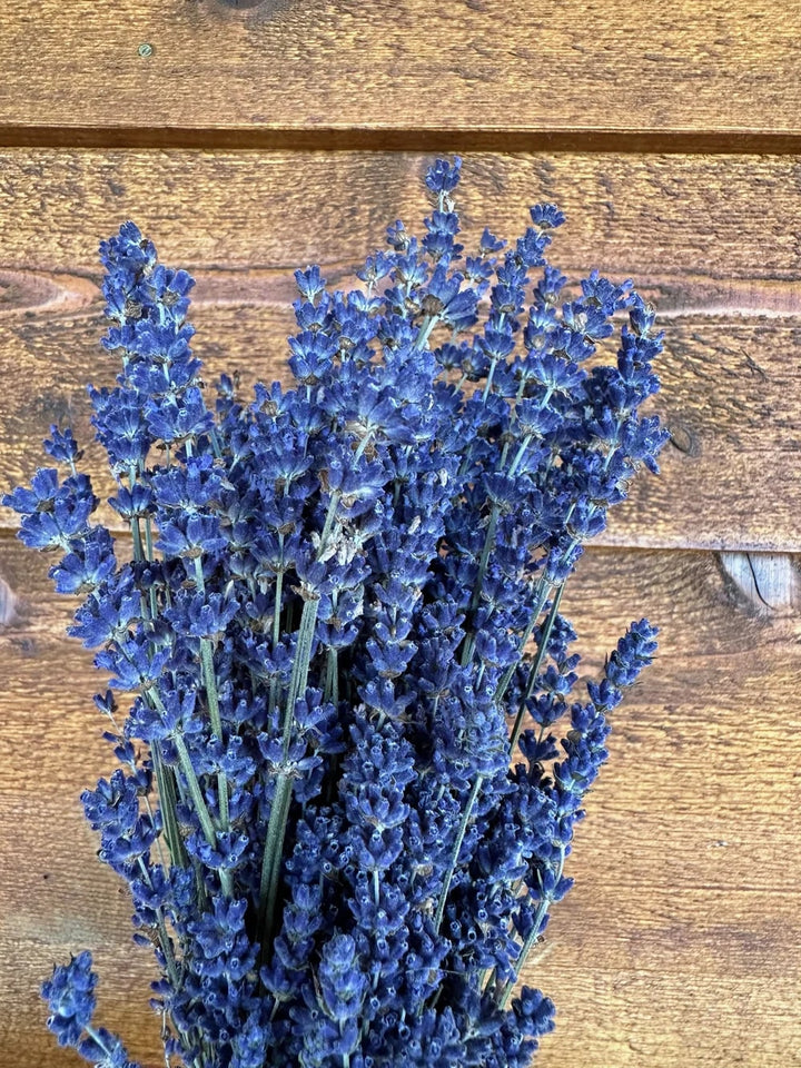 Dark Blue Lavender Flower Seeds for Planting - Heirloom, Non-GMO, High Germination Organic Garden Seeds