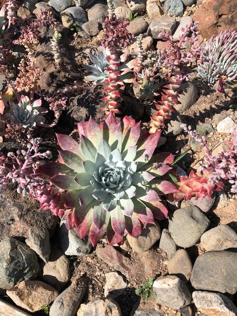 Dudleya Flower Seeds for Planting – Heirloom Non-GMO, High Germination Organic Garden Seeds