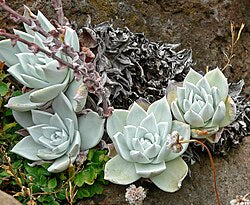 Dudleya Farinosa Succulent Seeds for Planting – Heirloom, Non-GMO, High Germination, Easy to Grow