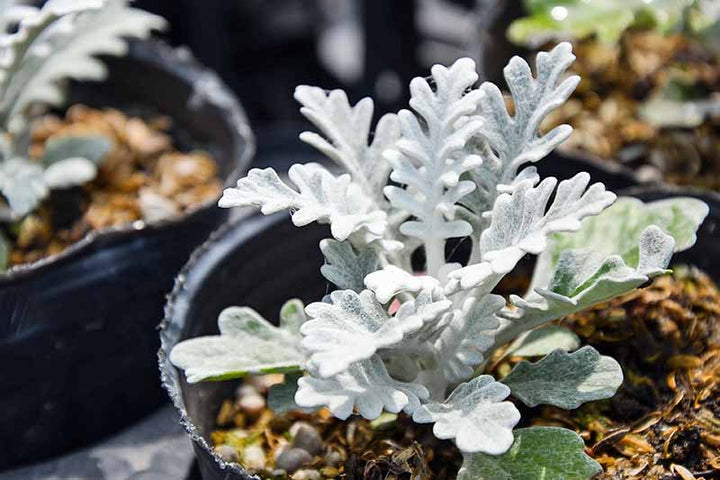 Dusty Miller Silver Dust Flower Seeds for Planting | Heirloom Non-GMO Organic Garden Seeds