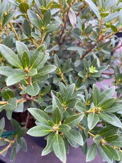 Green Rhododendron Azalea Flower Seeds for Planting – Hardy, Heirloom, Non-GMO, High Germination Garden Seeds