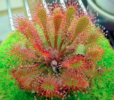 Mixed Drosera Chrysolepis Flower Seeds for Planting – Heirloom, Non-GMO, High Germination Garden Seeds