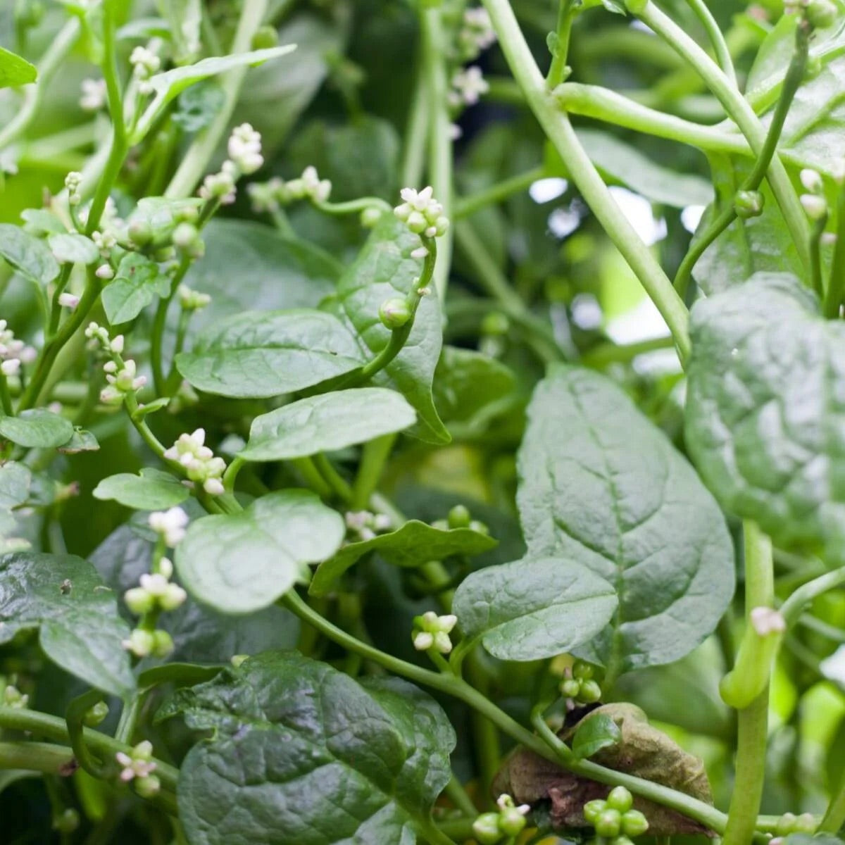 Green Malabar Vegetable Seeds for Planting – Heirloom & Non-GMO Garden Seeds
