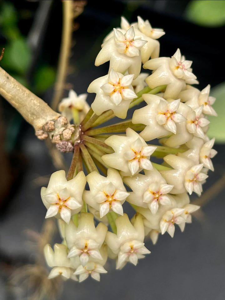 Light Yellow Hoya Carnosa Flower Seeds for Planting – Heirloom, Non-GMO, Shade Tolerant, High Germination
