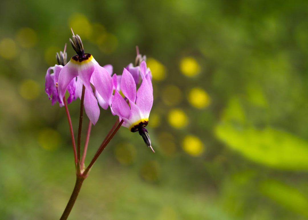 Purple Dodecatheon Flower Seeds for Planting – Heirloom Non-GMO, High Germination Organic Garden Seeds