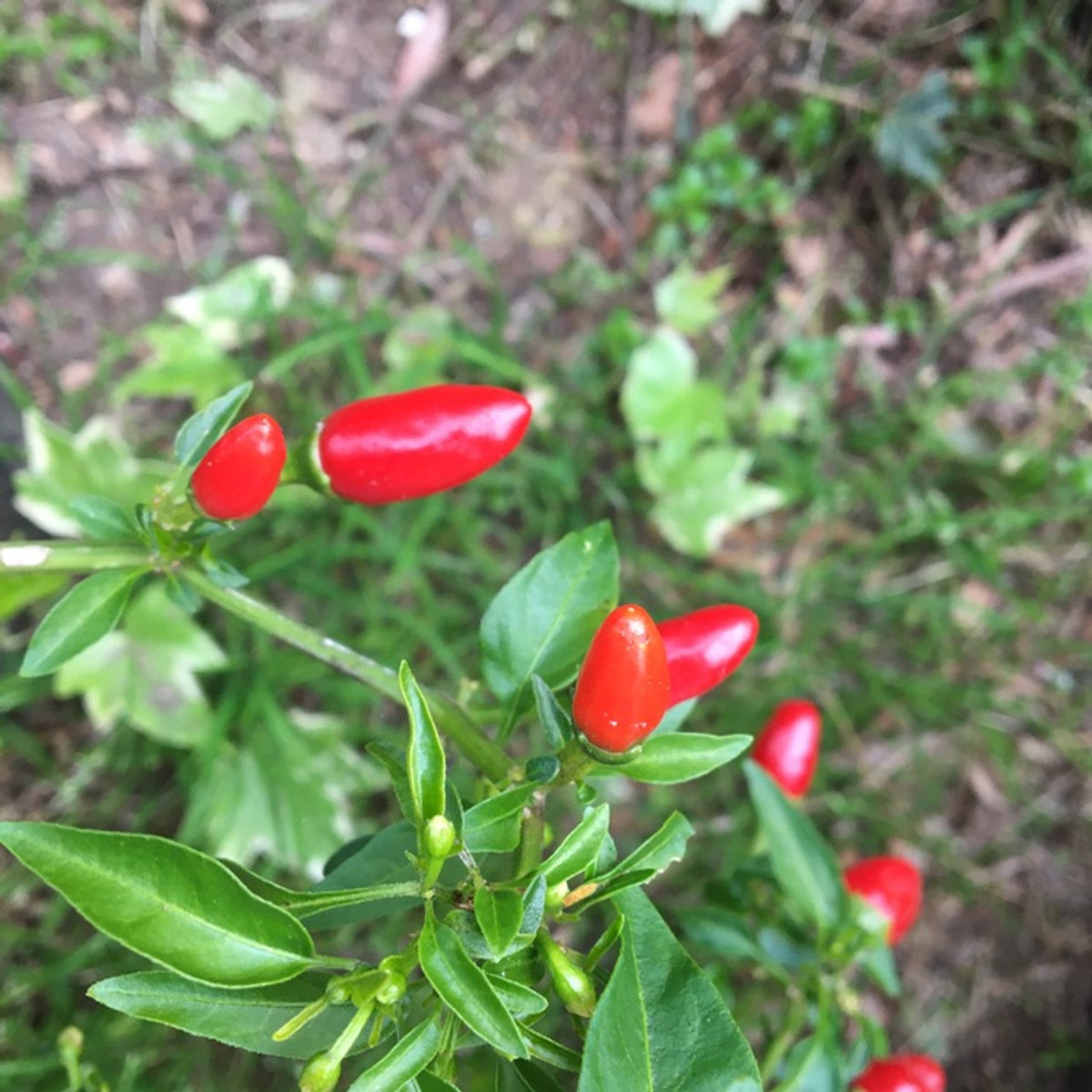 Piquin Pepper Seeds for Planting – Heirloom, Non-GMO, Tiny Hot Chili Vegetable – High Germination